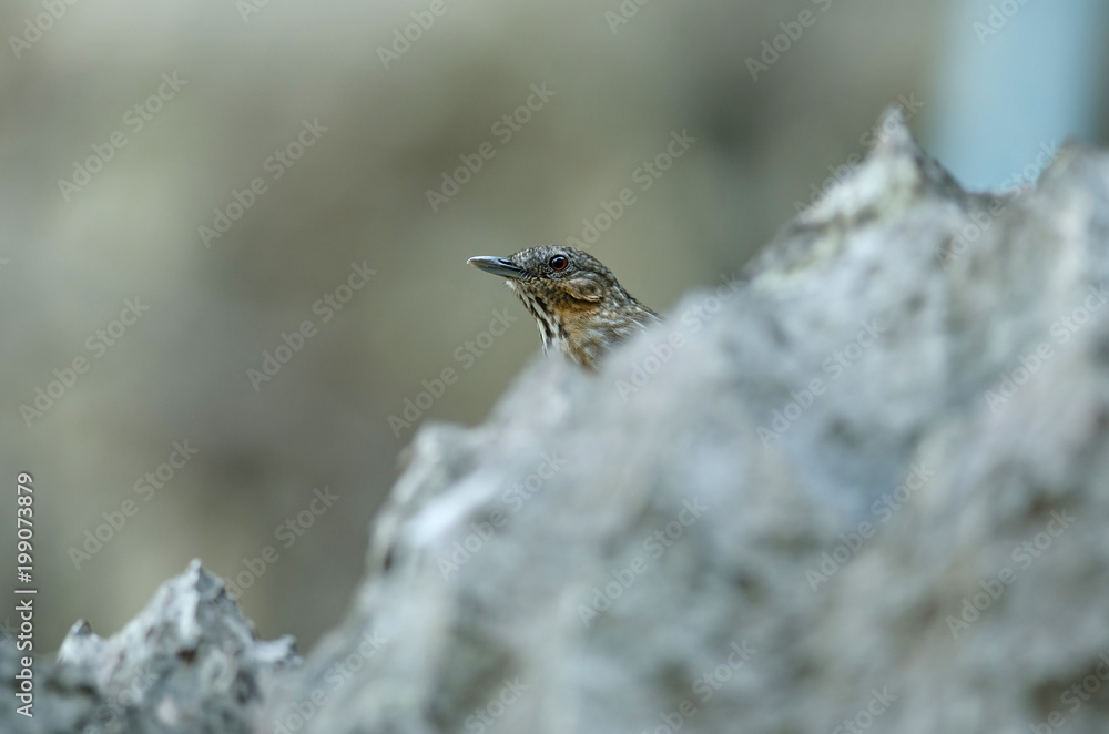 Limestone wren-babbler, Rufous Limestone-babbler Limestone wren-babbler, Rufous Limestone-babbler