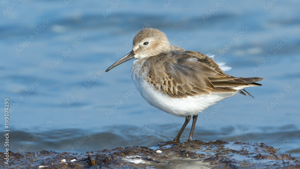 Curlew sandpiper (Calidris ferruginea) Curlew sandpiper (Calidris ferruginea)