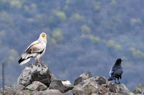 Obraz na plátně Egyptian Vulture into the Mountains, in Springtime