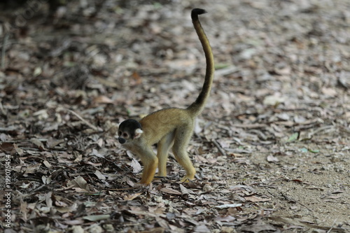 動物, 哺乳動物, リス, 自然, 野生生物, かわいい, ウィルト, zoo, 小さい, ミーアキャット, アフリカ, ミーアキャット, 動物, 齧歯動物, 赤ちゃん, 毛皮, 緑, 尾, 木, 顔, 公園, シマリス, 立っていること photo