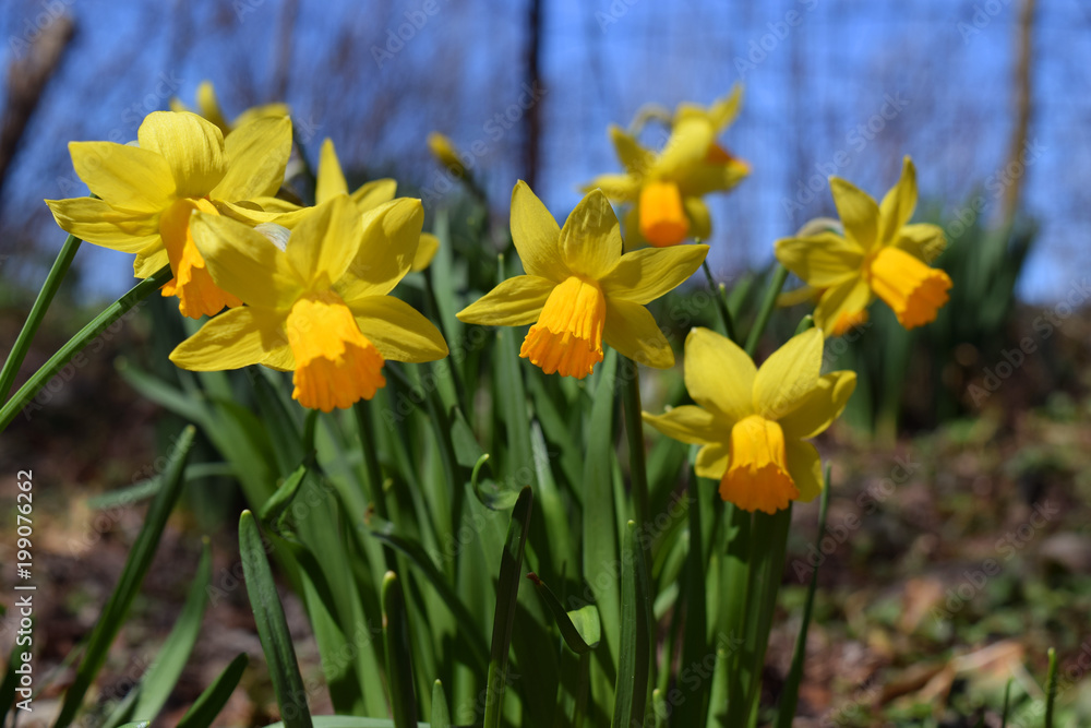 Cluster of trumpet daffodils in the woods with blue sky on the back Cluster of trumpet daffodils in the woods with blue sky on the back