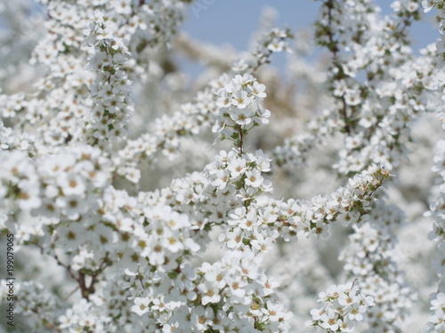 ユキヤナギの白い小花 © araho