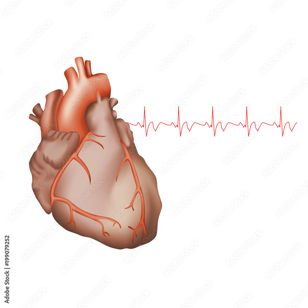 Human heart. Anatomy illustration. Red image, white background. Heartbeat,  pulse, ecg. Stock Vector | Adobe Stock