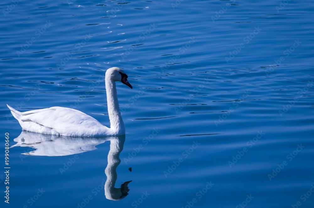 Swan Swan