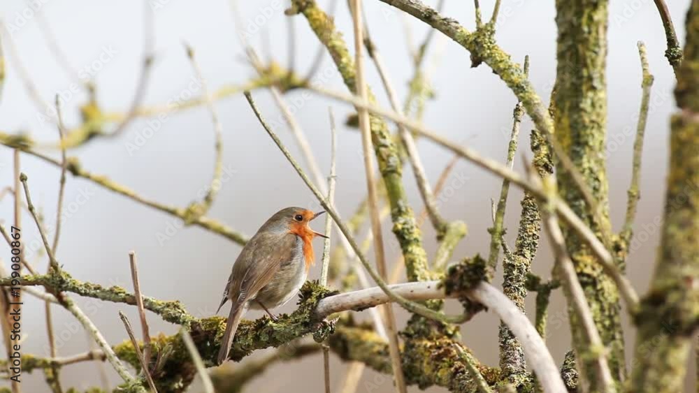 an European Robin is looking for dangerous on an tree
an European Robin is looking for dangerous on an tree