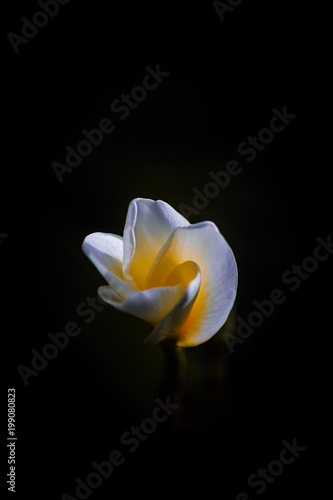 Fototapeta Naklejka Na Ścianę i Meble -  Darkroom flower 