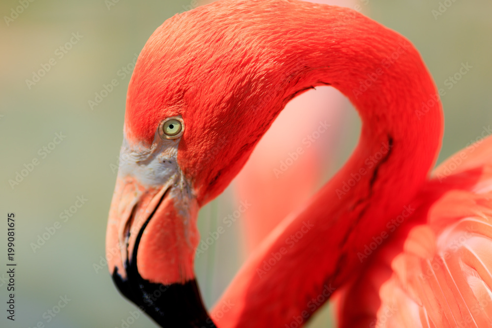 Fototapeta premium フラミンゴ