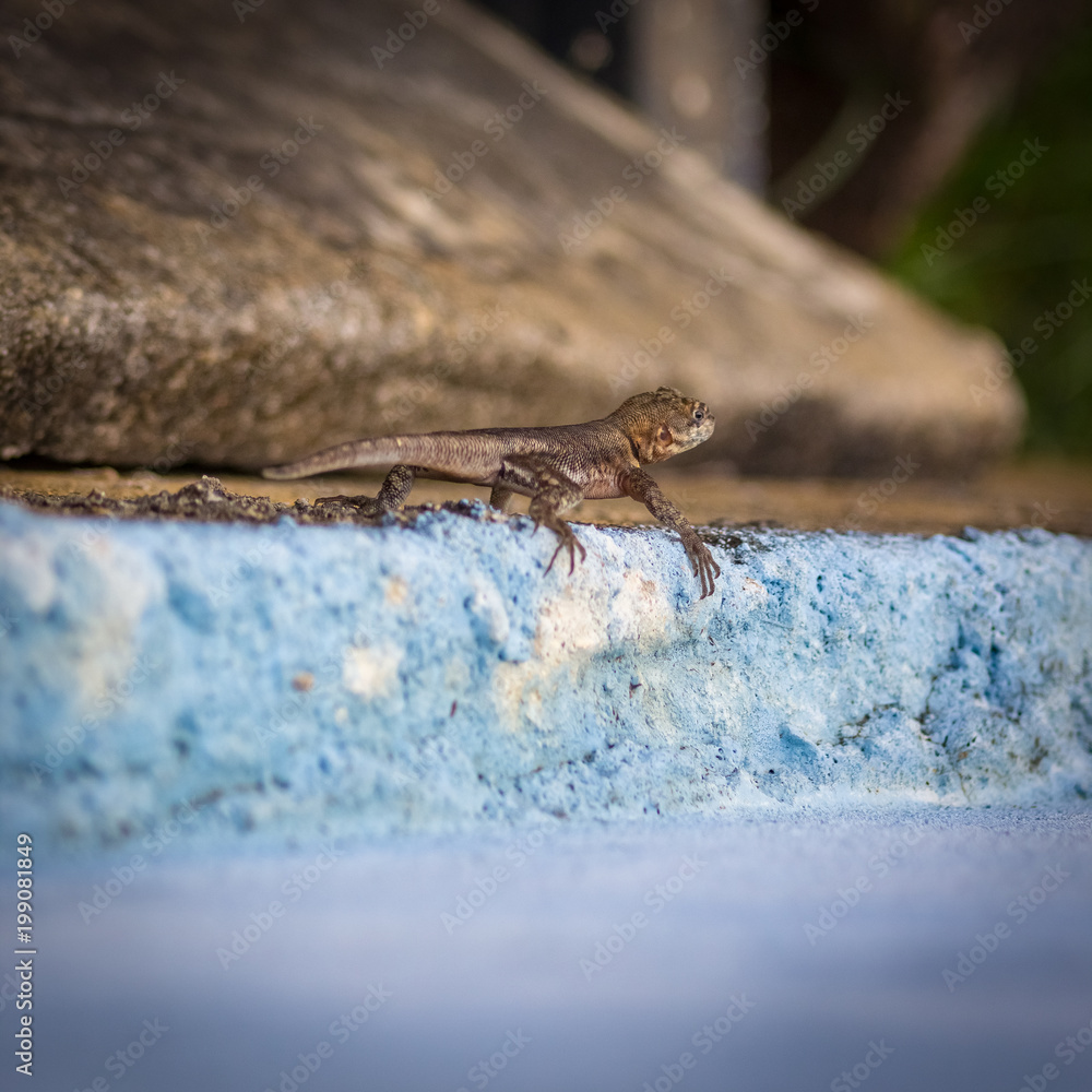 beautiful lizard in venezuela