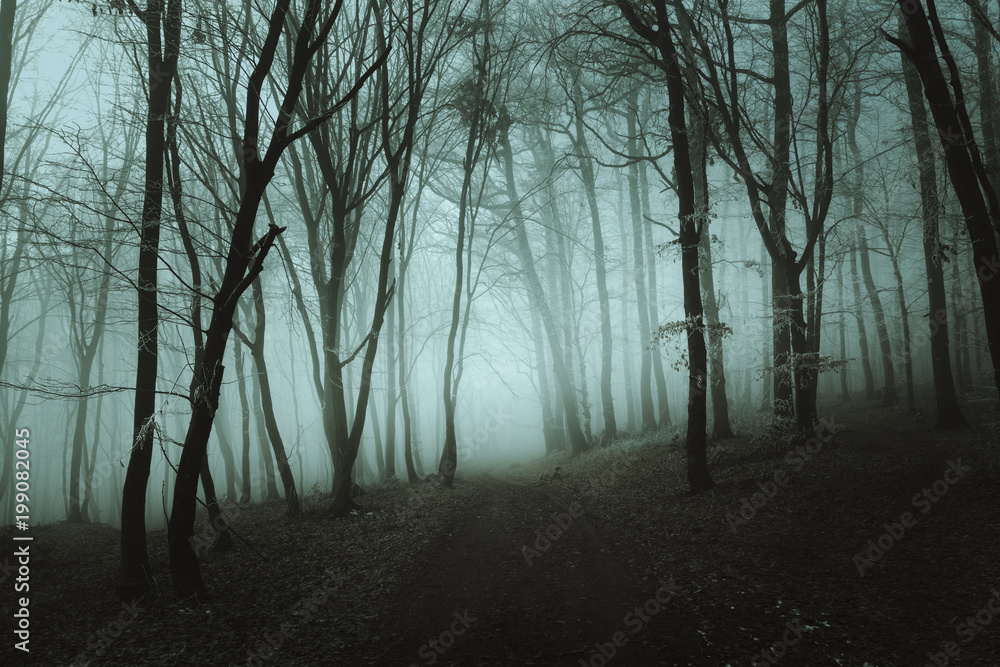 Beautiful teal fog in the forest