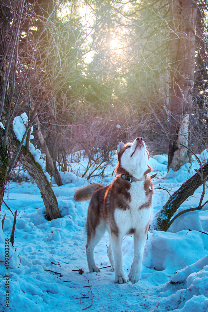 Siberian online husky hunting