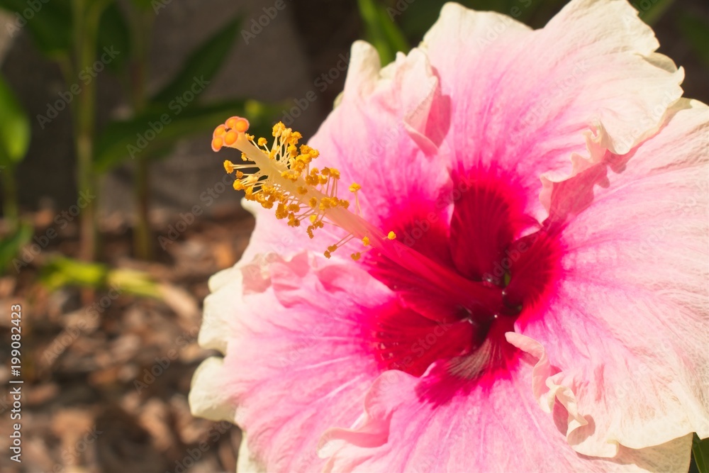 Beautiful hibiscus flower in a tropical backyard 