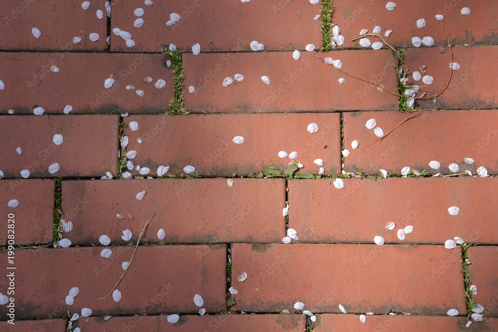 Fototapeta premium Cherry Blossom Petals on Bricks