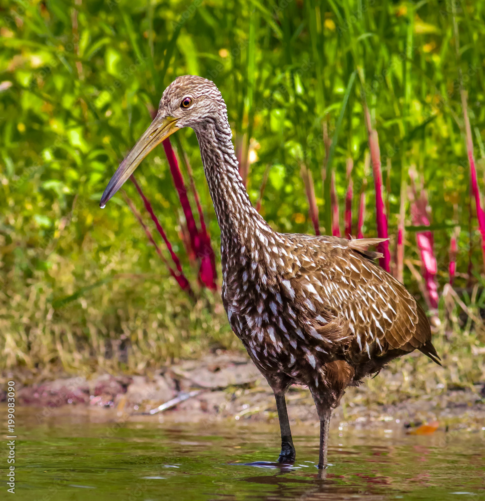 Obraz premium Limpkin