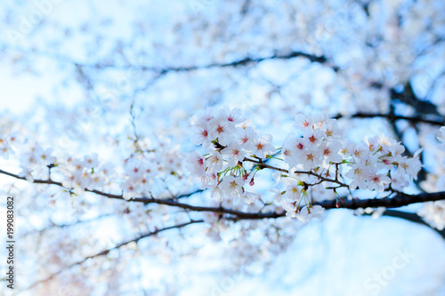 桜の木 © beeboys