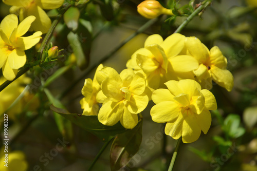 Winter Jasmine; Yellow flowers