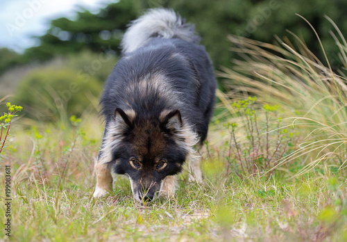 Finnish Lapphund Dog sniffing the ground photo