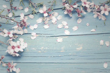 Blue wooden background with almond flowers