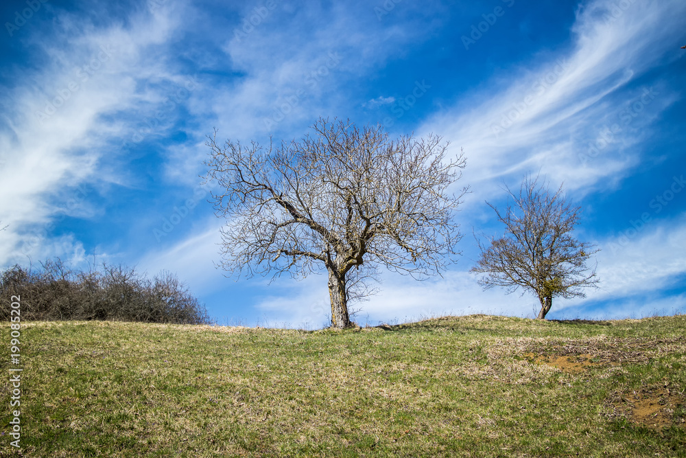 Bäume im Frühling neben dem Wanderweg in Richtung Hohenhewen im Hegau Bäume im Frühling neben dem Wanderweg in Richtung Hohenhewen im Hegau