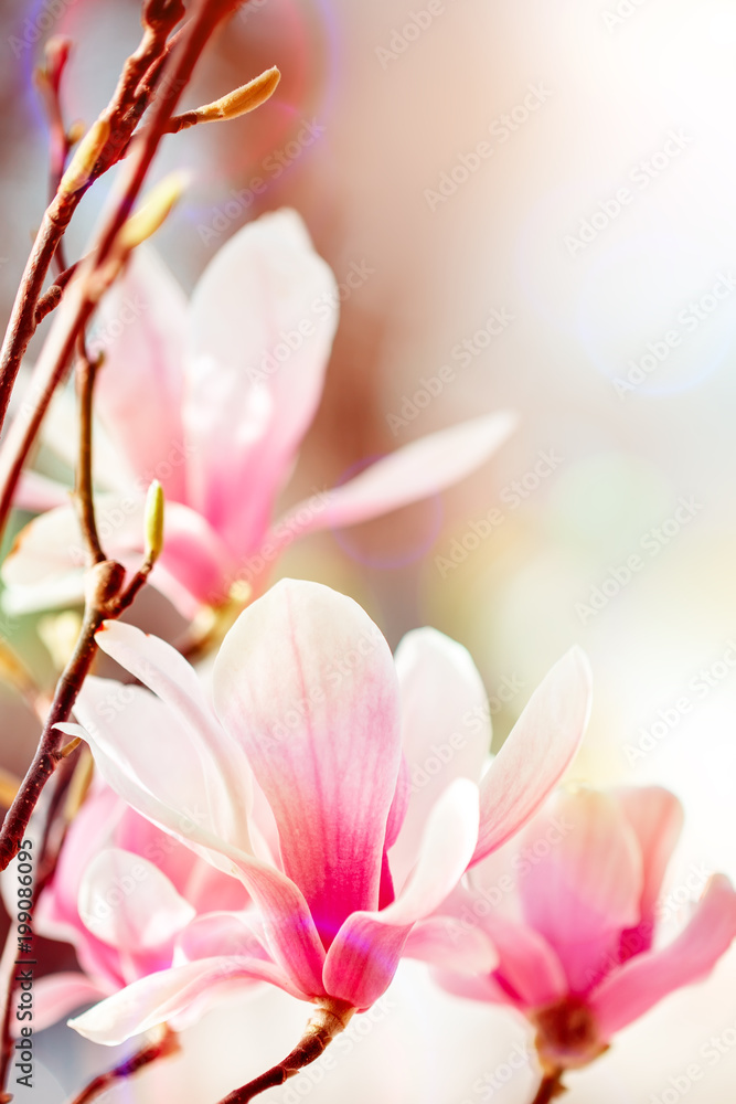 Beautiful flowering Magnolia tree with pink flowers. Spring background. Beautiful flowering Magnolia tree with pink flowers. Spring background.