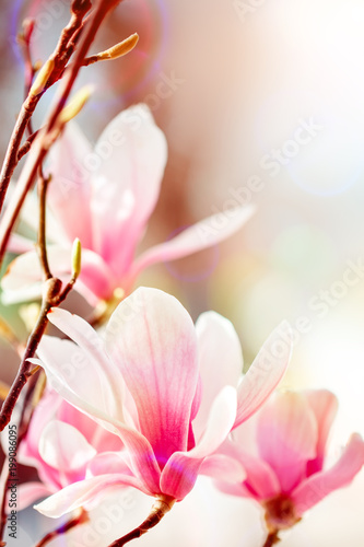 Beautiful flowering Magnolia tree with pink flowers. Spring background.