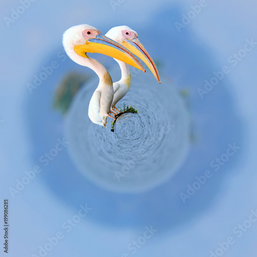 360 degree view of Great white pelican