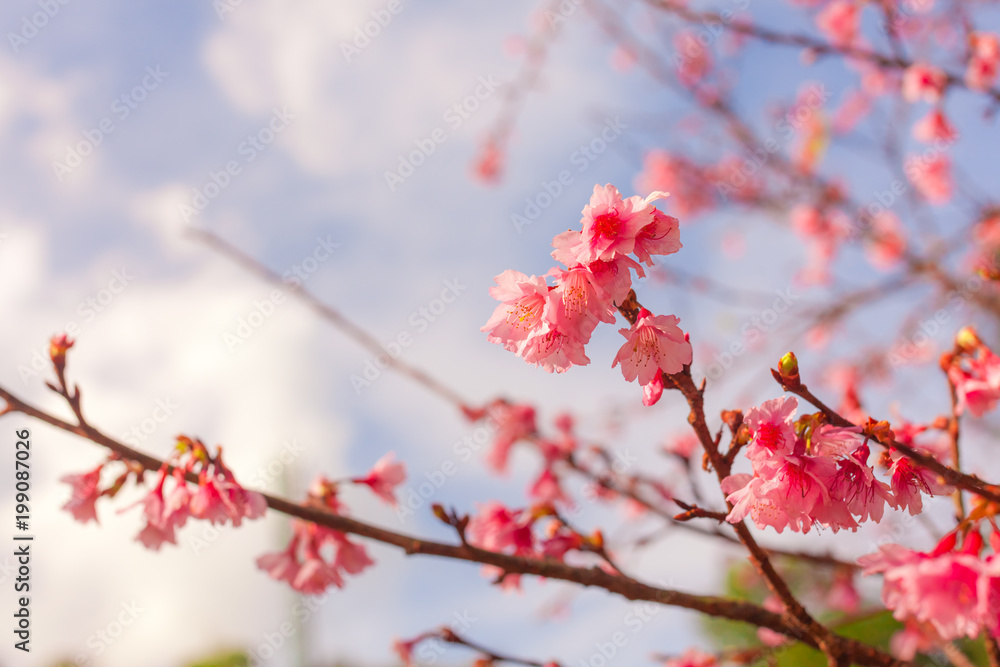 Beautiful Wild Himalayan Cherry flower. Beautiful Wild Himalayan Cherry flower.