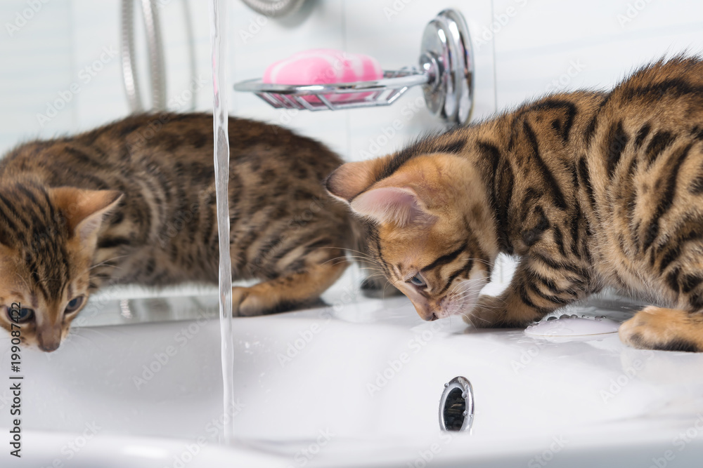 Fototapeta premium two striped kittens play with water in the washbasin