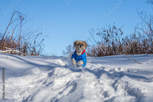 Joy of the dog shih tzu on the winter forest