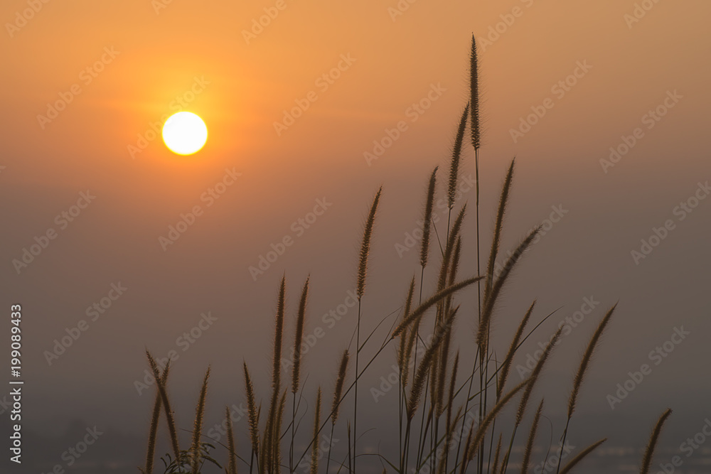 Gold desho flower grass with sun