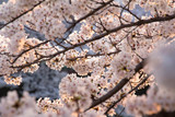 夕日に照らされた満開の桜