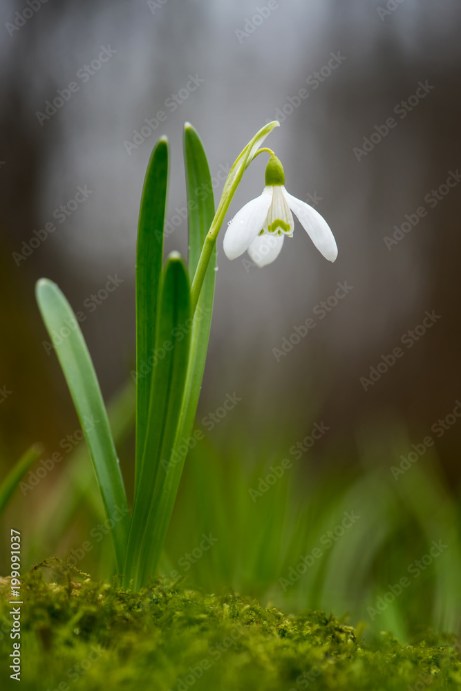 Fototapeta premium Snowdrop spring flowers