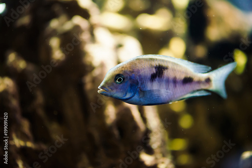 Sciaenochromis Fryeri fish of blue color with black spots floats in aquarium. Mbuna in fish tank. Cichlids.