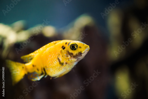 Fototapeta Naklejka Na Ścianę i Meble -  Msobo Magunga fish of yellow color with black spots floats in aquarium. Metriaclima in fish tank. Cichlids, mbuna.