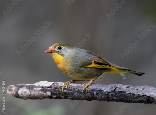 Red-billed leiothrix