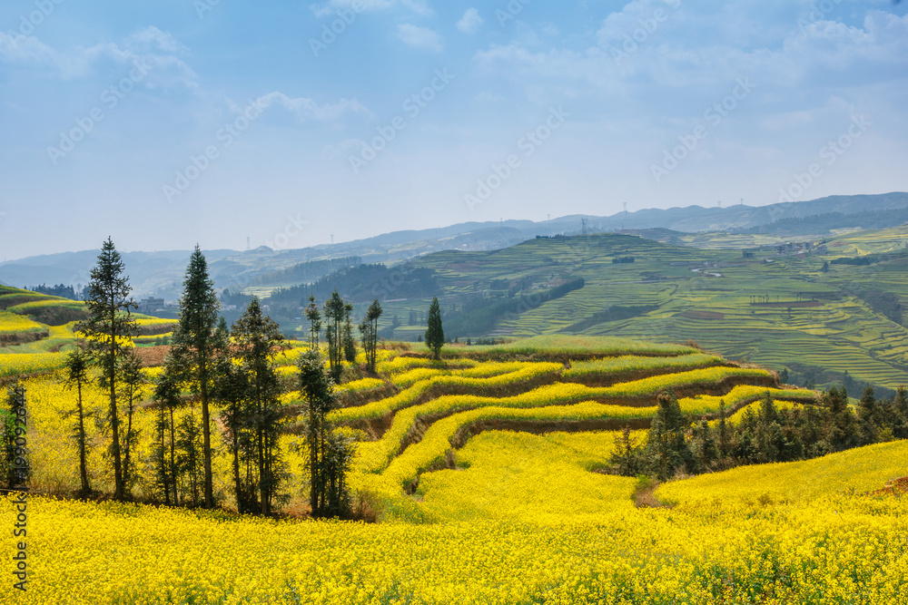 Yellow terraced hills with canola fields