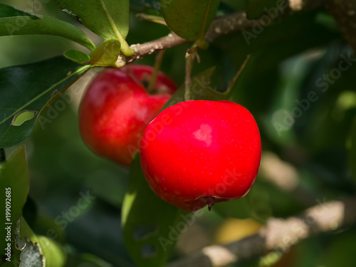 Close up red Acerola Cherry.