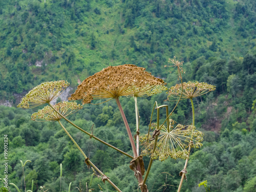 Seeds on dangerous plant Hogweed Sosnowski, Heracleum sosnowskyi, closeup, selective focus, shallow DOF photo