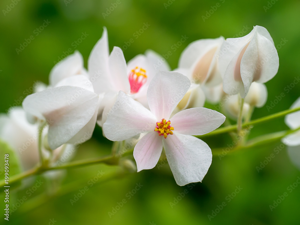 Mexican Creeper flower Mexican Creeper flower