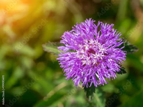 Brazil button flower