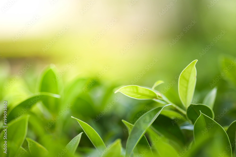 Closeup nature view of green leaf in garden at summer under sunlight. Natural green plants landscape using as a background or wallpaper. Closeup nature view of green leaf in garden at summer under sunlight. Natural green plants landscape using as a background or wallpaper.