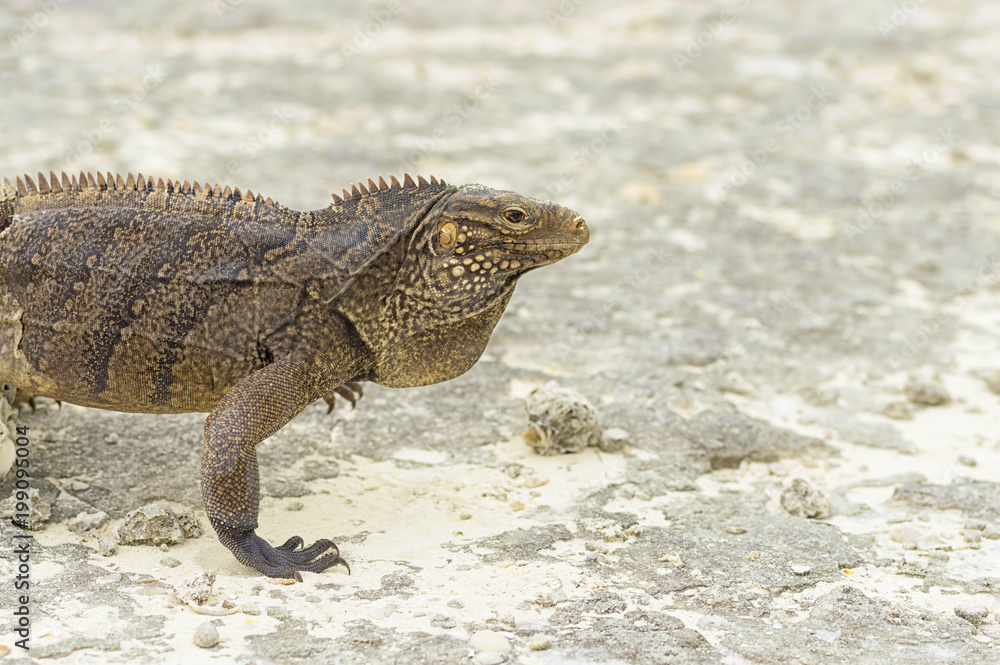 Large scaly Iguana close-up against a background of sand Large scaly Iguana close-up against a background of sand