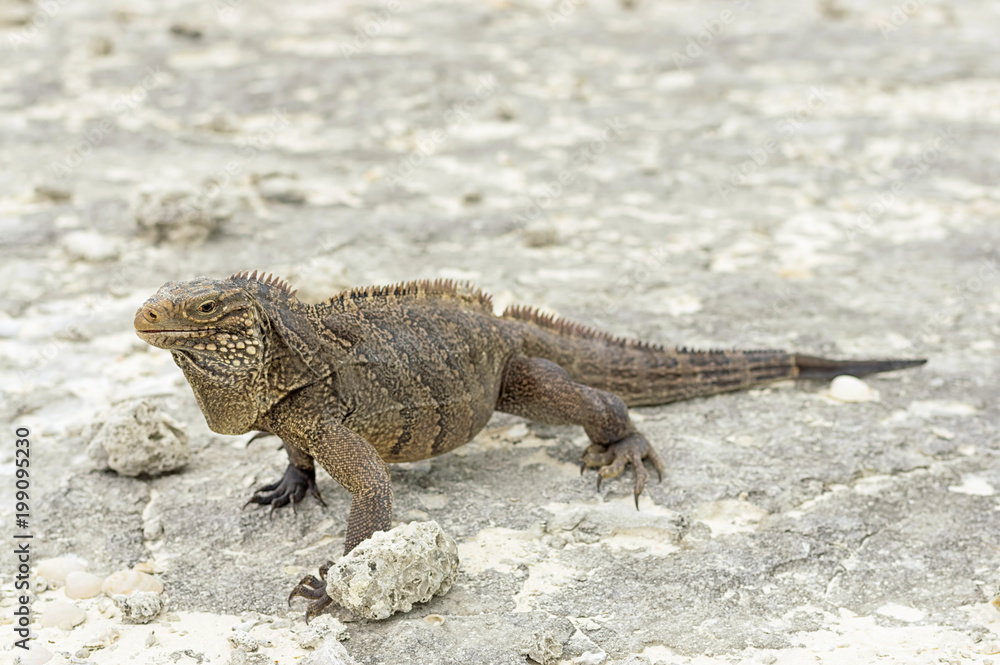 Large scaly Iguana close-up against a background of sand Large scaly Iguana close-up against a background of sand