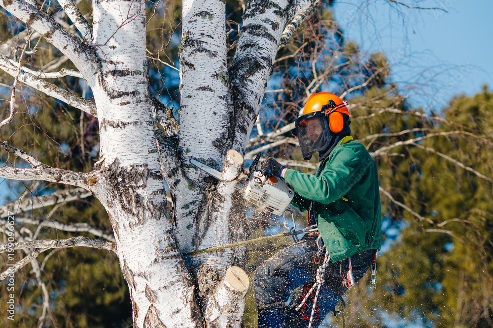 Man saws sawmill with chainsaw at height with insurance. Concept of cutting down trees with help of lines. Man saws sawmill with chainsaw at height with insurance. Concept of cutting down trees with help of lines.