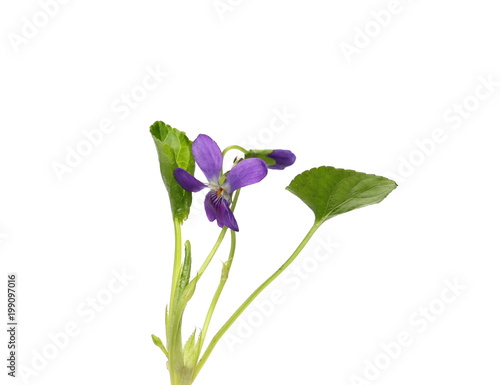 Violets flowers, Viola odorata isolated on white background