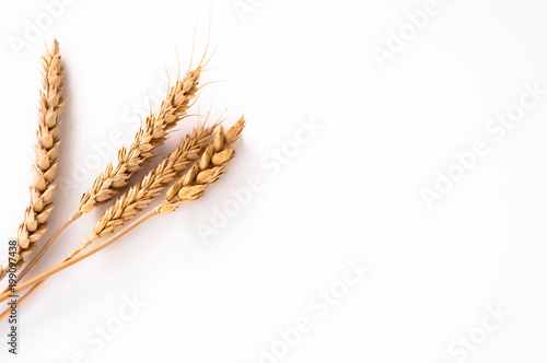 wheat sprouts isolated on a white background