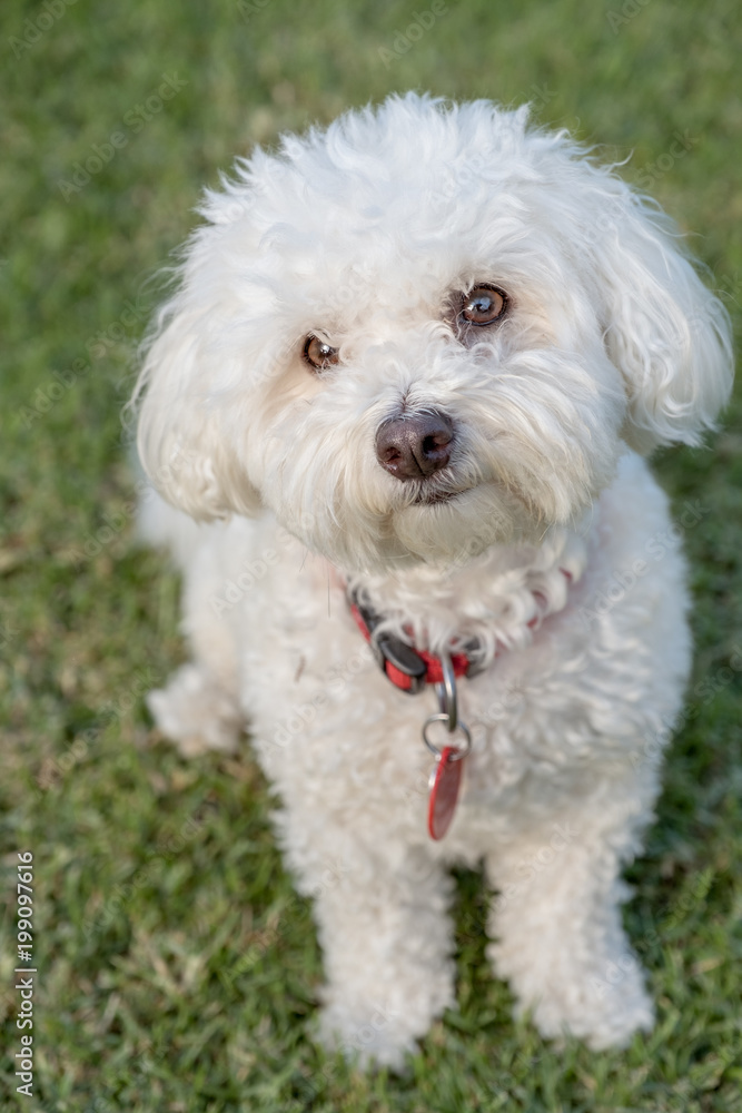 cute white bichon