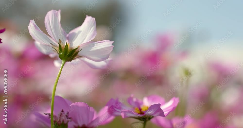 Pink Cosmos flower farm Pink Cosmos flower farm