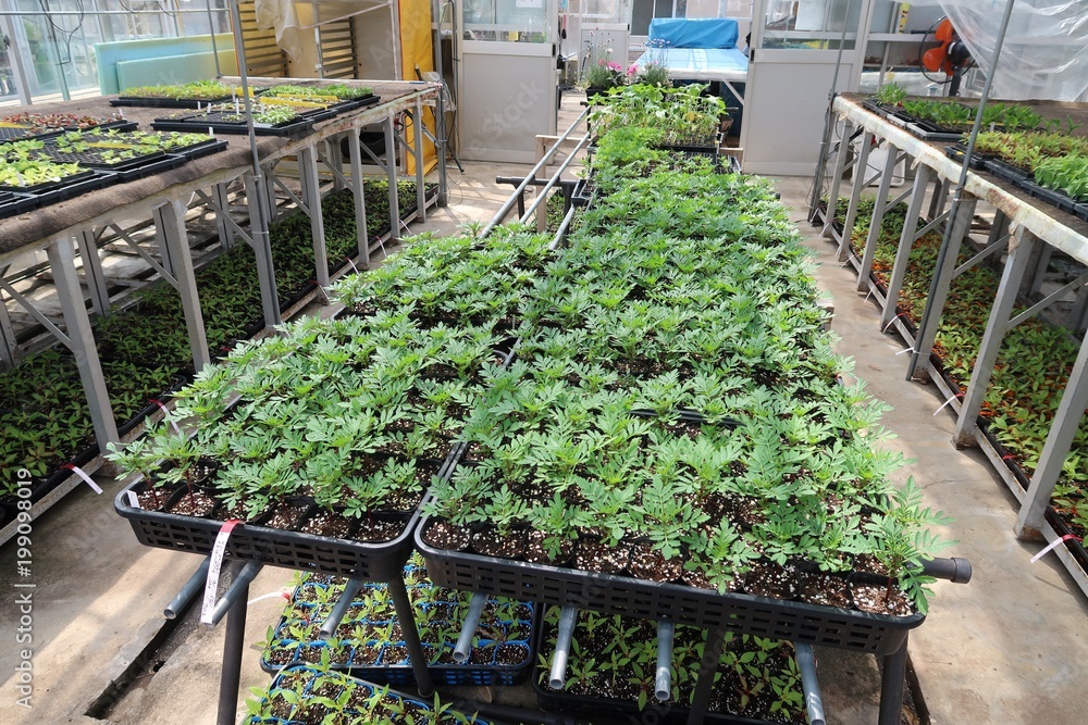 温室で育てられる観葉植物の苗 Stock Photo Adobe Stock