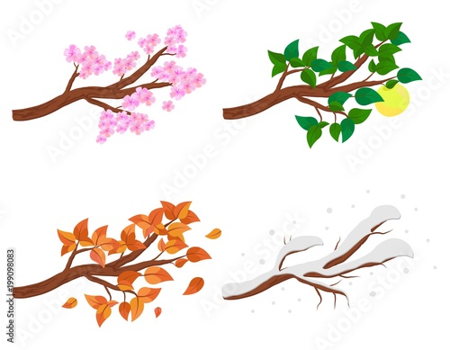 Branch in four seasons - spring, summer, autumn, winter. Collection of Apple trees isolated on white background. Green and orange leaves, flowers and snow on the branches isolated. Vector illustration