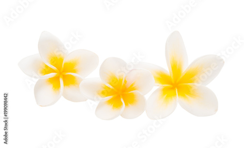 frangipani flower isolated © ksena32